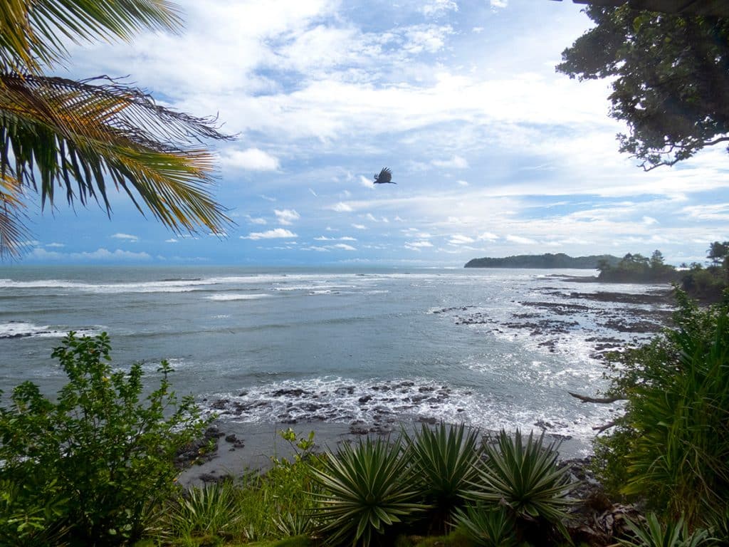 Hawk flying past a tropical ocean view. at Santa Catalina, Panama