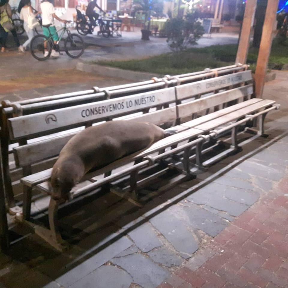 Seal Relaxing on a Bench