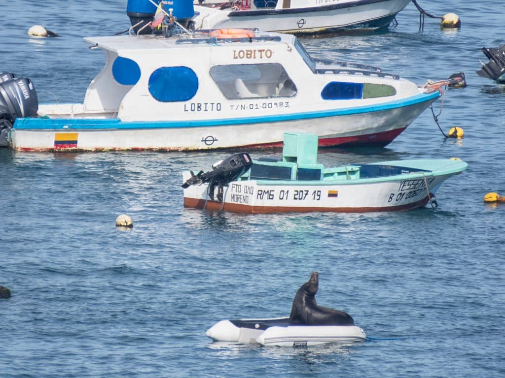 Seal on a boat