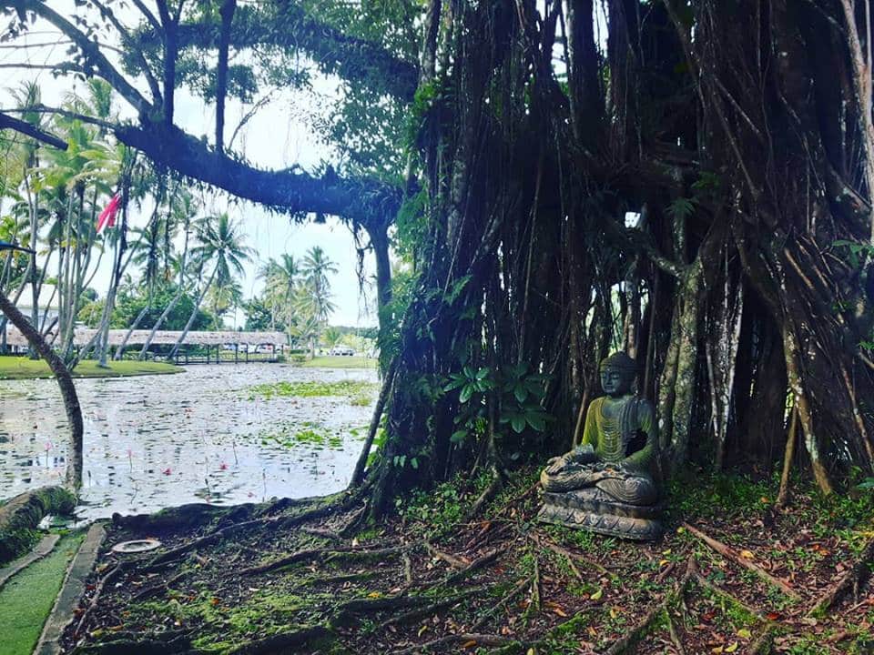 Buddha under a Banyon tree at a Lotus Pond at Pacific Harbour, Coral Coast, Fiji