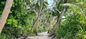 An enchanting path through the jungle