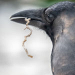 crow head close up