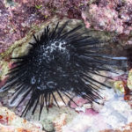 sea urchin under a rock